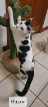 Gino