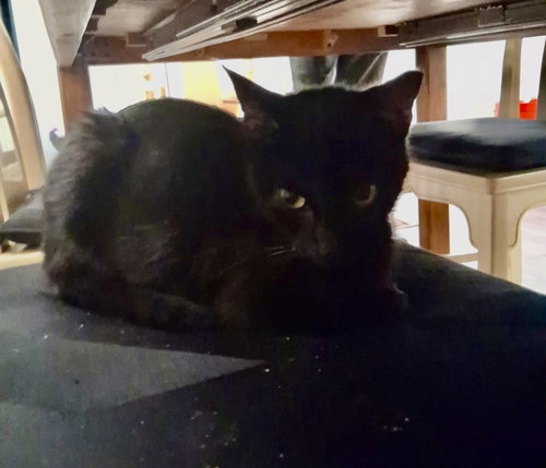 JiJi