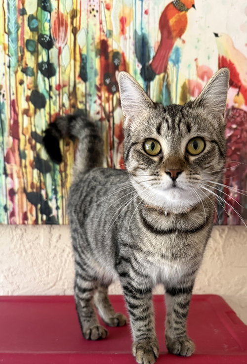 ELIZABETH - Domestic Short Hair available for adoption
