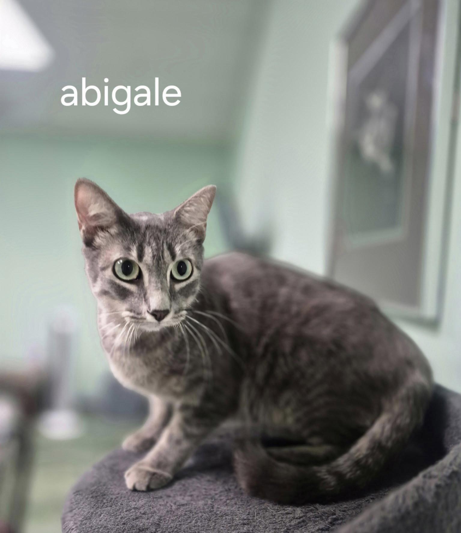 Abigail Image