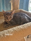 Merlot