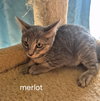 Merlot
