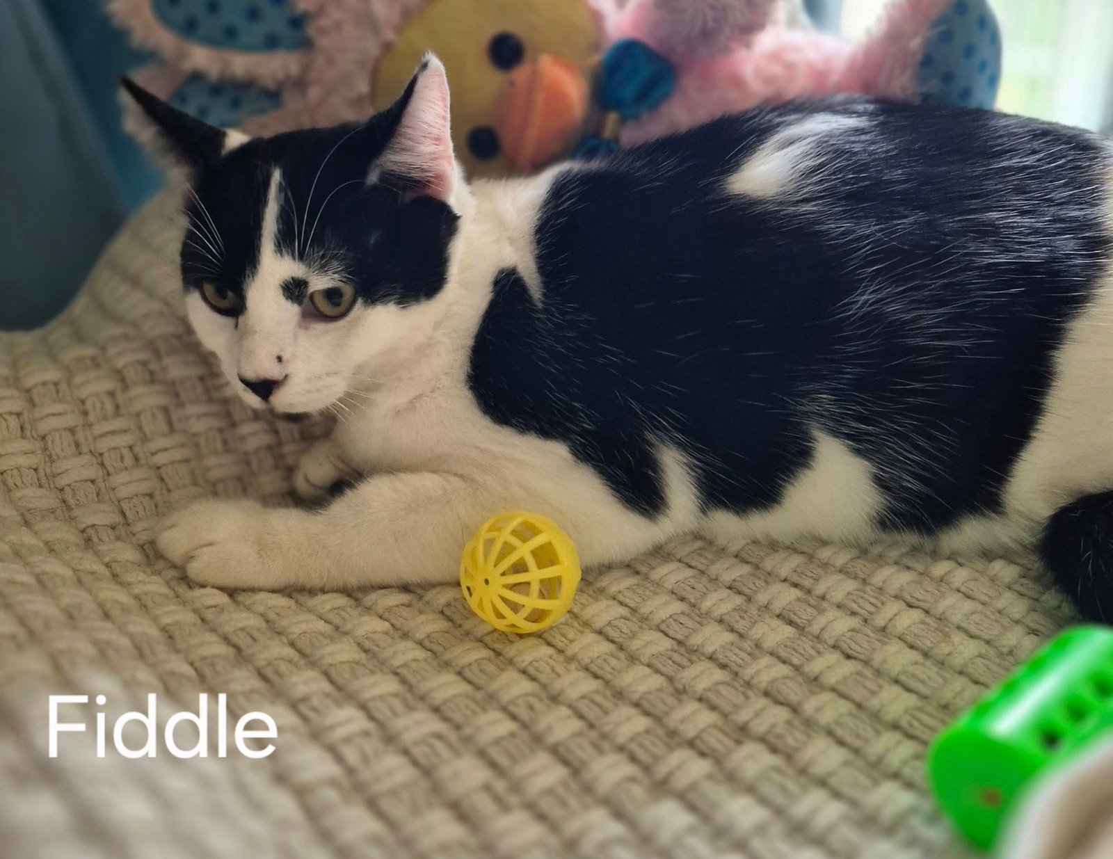 Fiddle the Handsome Boy Image