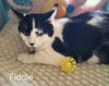 Fiddle the Handsome Boy