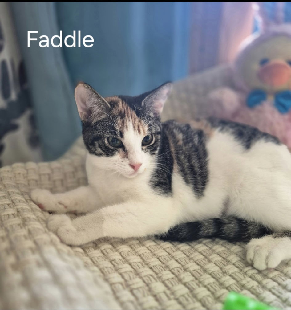 Faddle Image