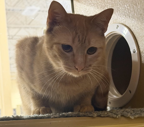 Gustav
