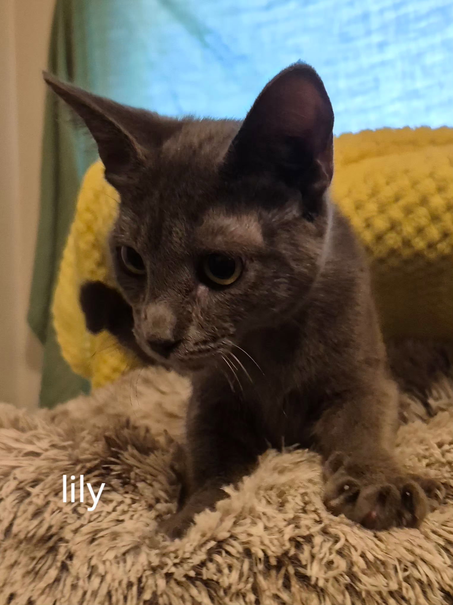 Lilly Image