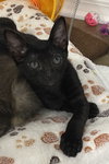 Milo