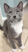 Timo