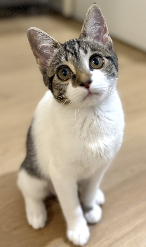 Marja