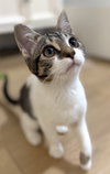 Marja