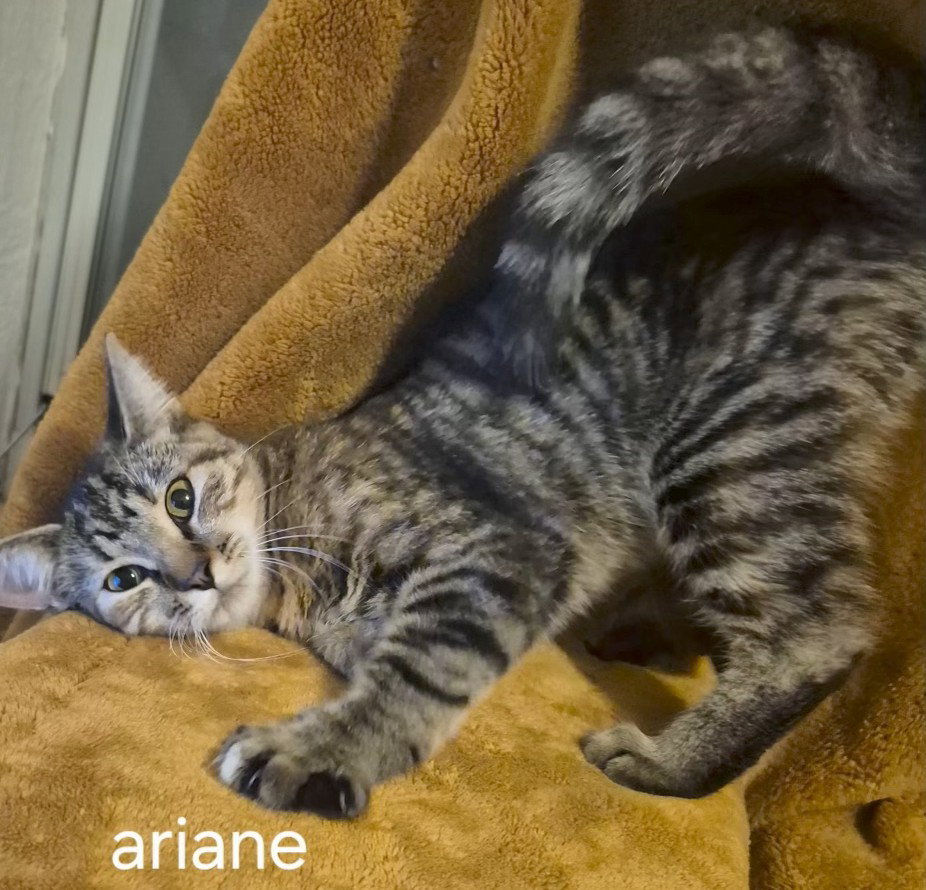Ariane Image