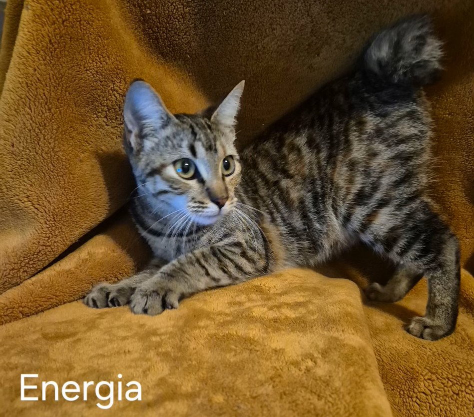 Energia Image