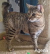 Agena