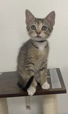 Kit