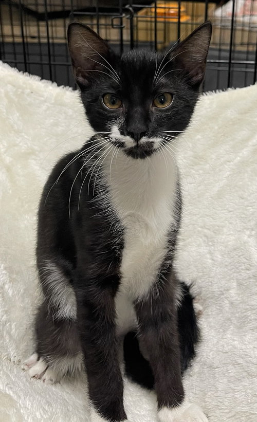 Robbie the Sweet Tuxedo Boy