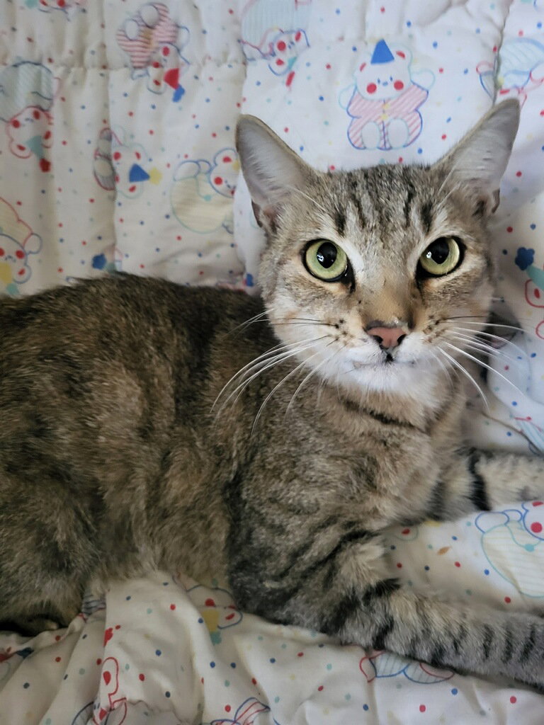 Nicky Image