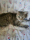 Nicky