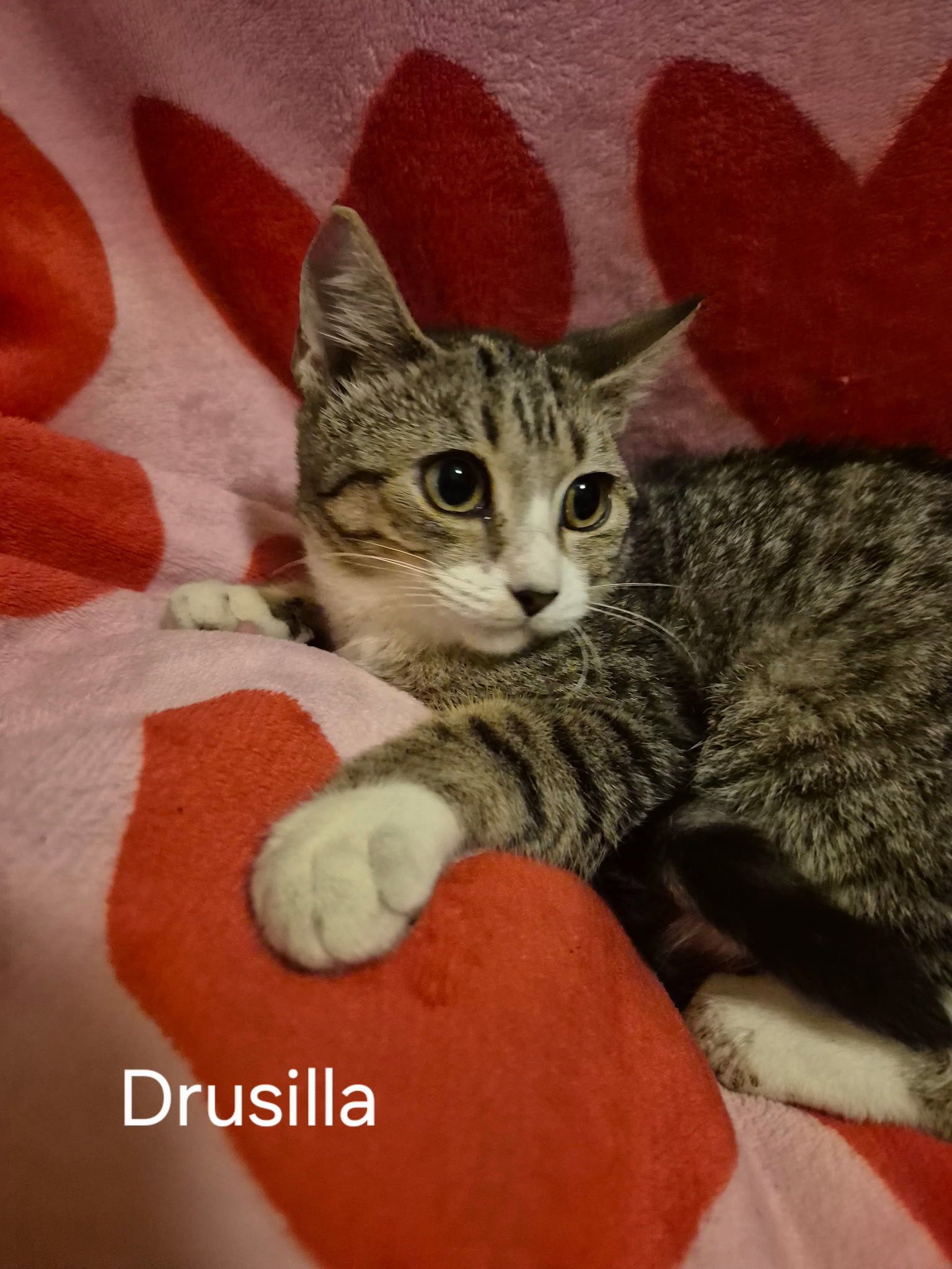 Drucilla Image