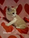 Draven