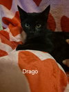 Drago