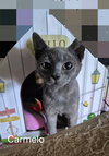 Carmelo the Sweet Bobtail
