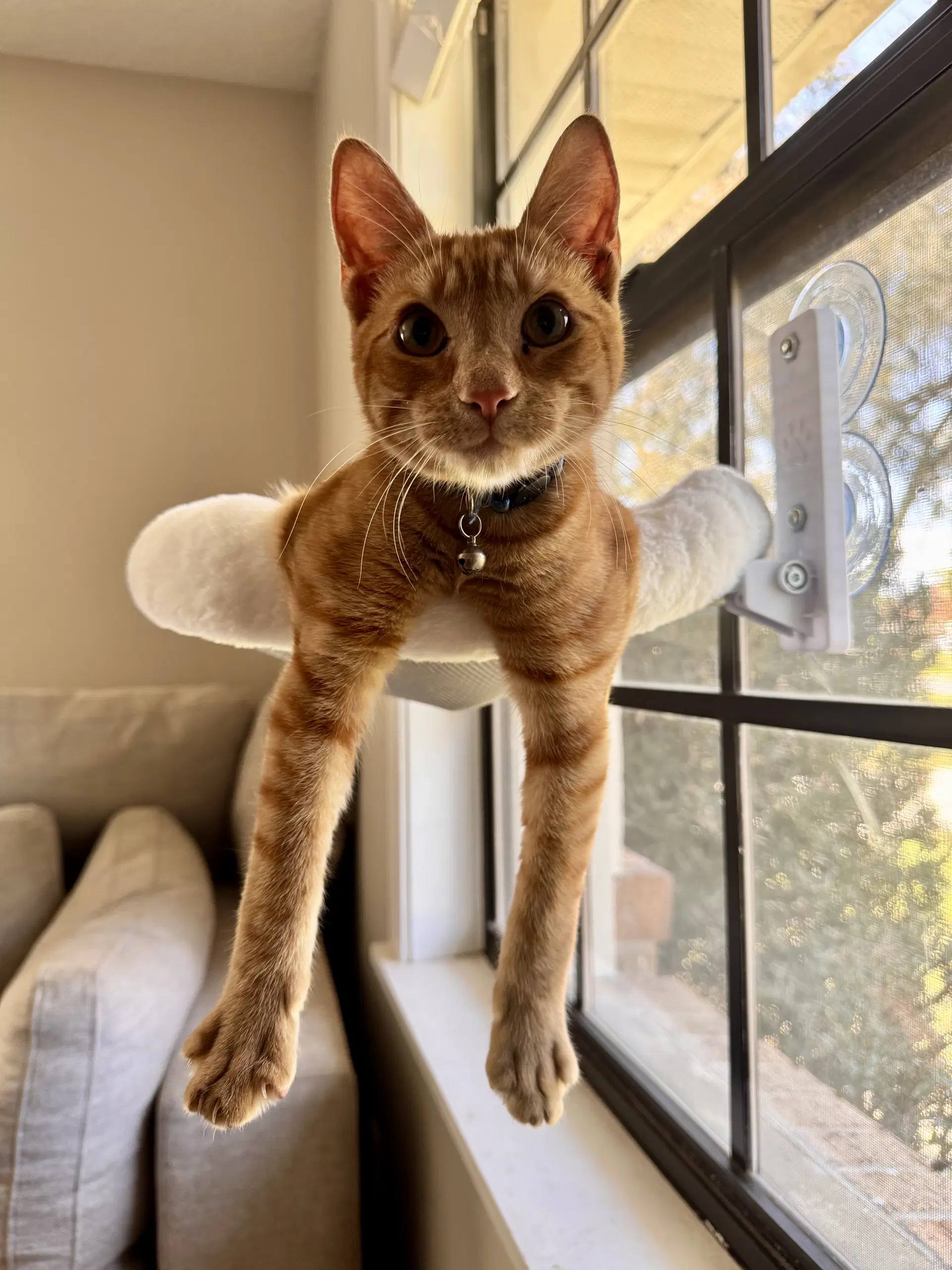 Everett - Domestic Short Hair