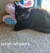 Oprah Whiskers