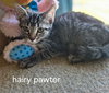 Hairy Pawter