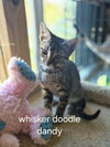 Whisker Doodle Dandy