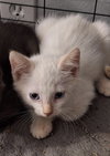 Weise the Flame Point Siamese