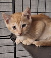 Tangerine