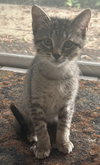 Oliver
