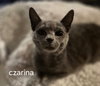 Czarina