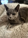 Czarina