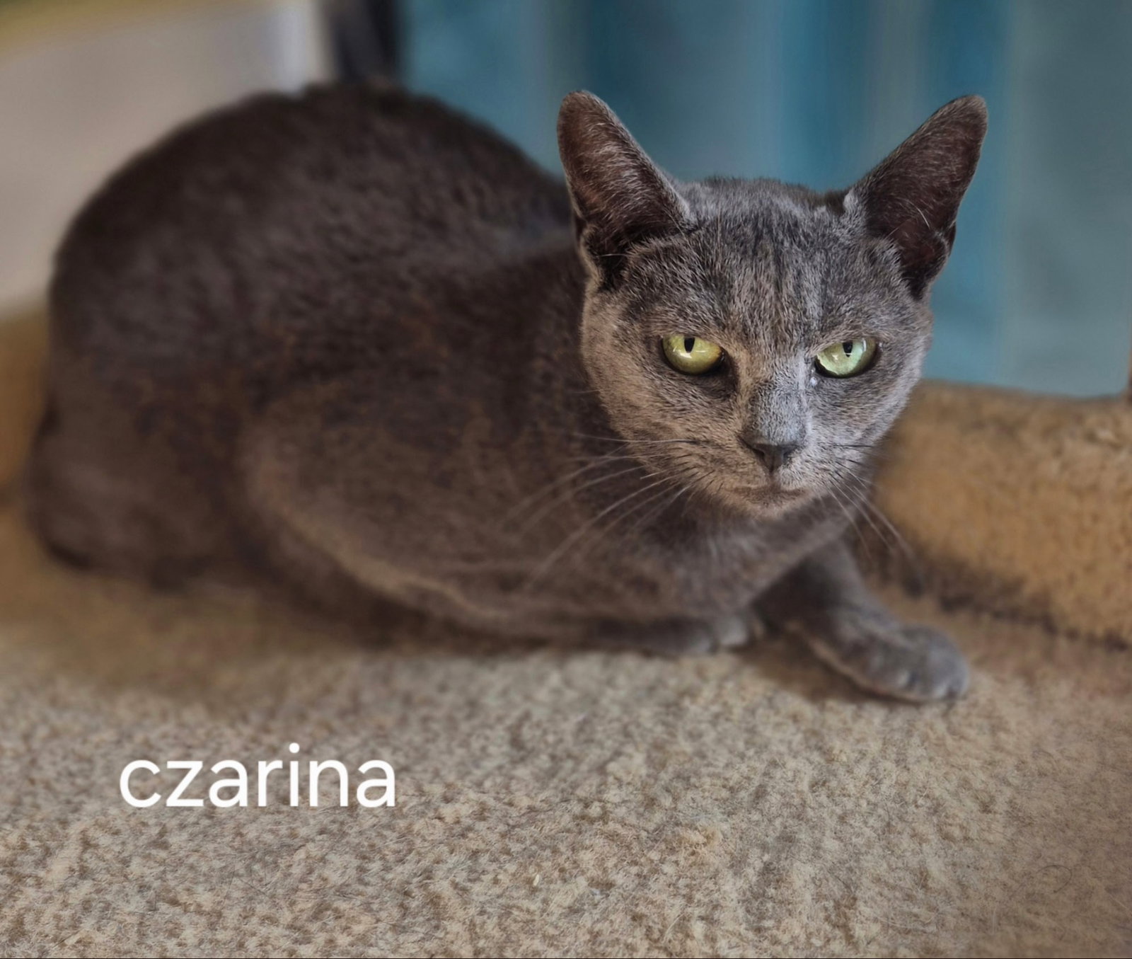 Czarina Image