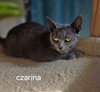 Czarina