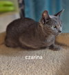 Czarina