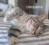Cleopatra