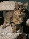 Wolfgang Mewzart