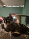 Wolfgang Mewzart