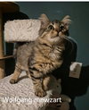 Wolfgang Mewzart