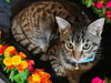 Dresden