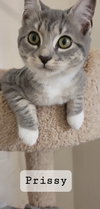 Prissy