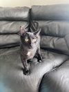 Binx
