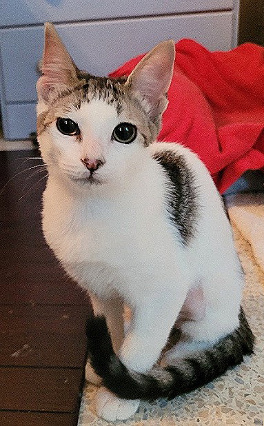 Delilah Image