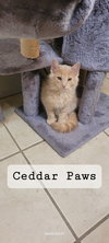 Cheddar Paws