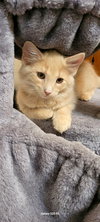 Cheddar Paws