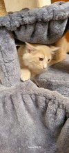 Cheddar Paws