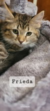 Frieda